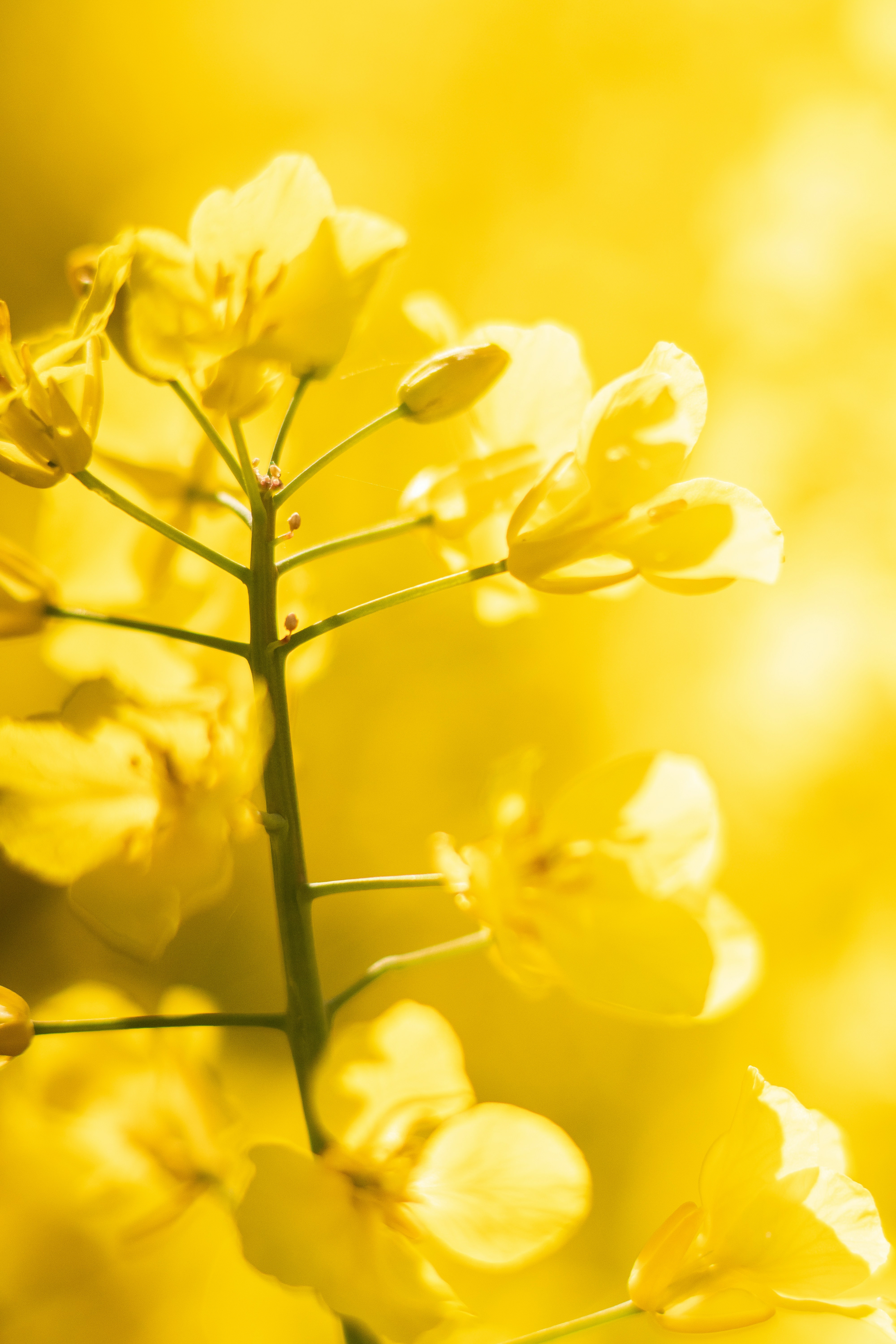 Fiore giallo di Benessere a scuola, Fondazione Fiore della Pace ETS, volontariato senzatetto Torino progetto fitness