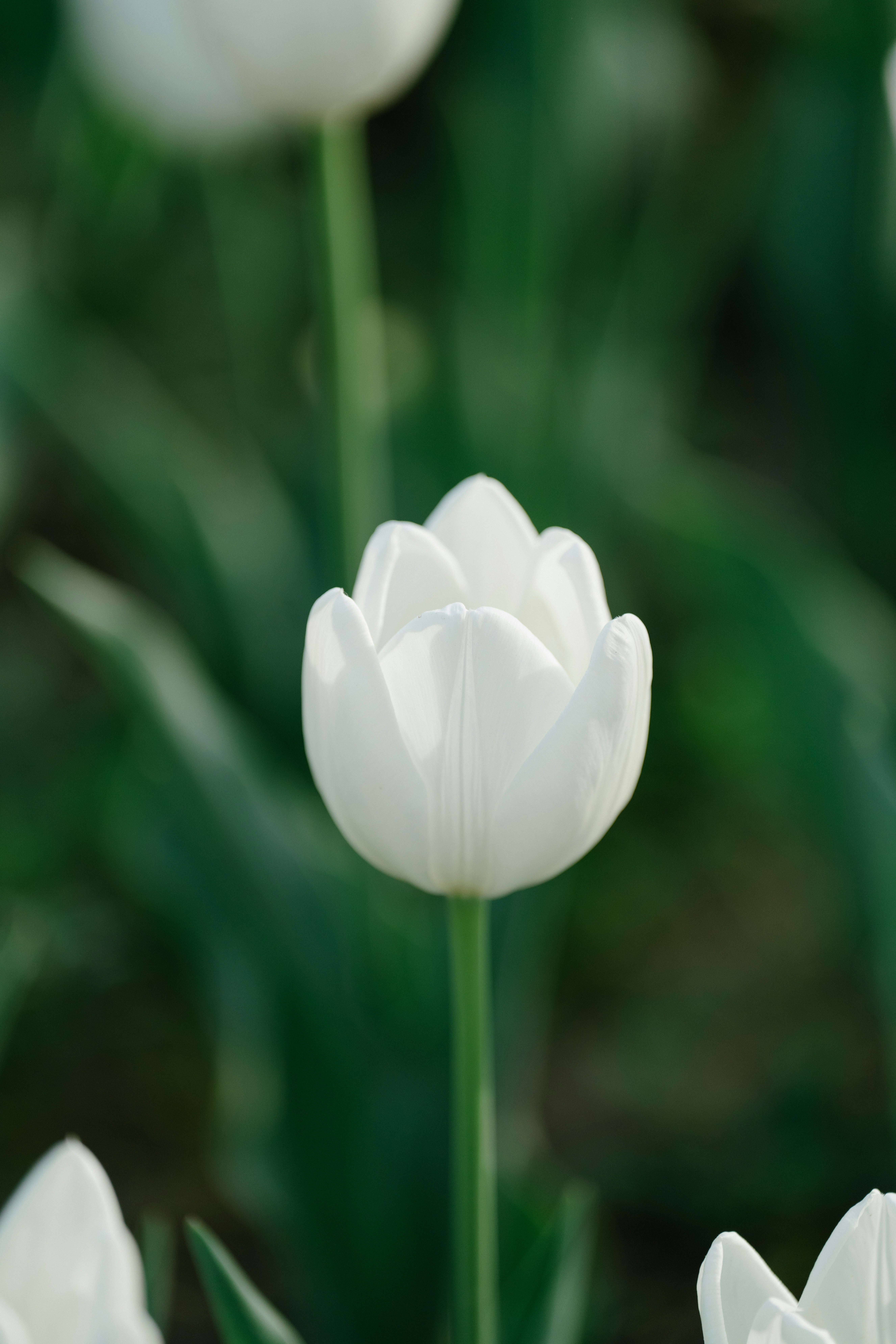 Fiore bianco dello Yoga, Fondazione Fiore della Pace ETS, volontariato senzatetto Torino progetto fitness